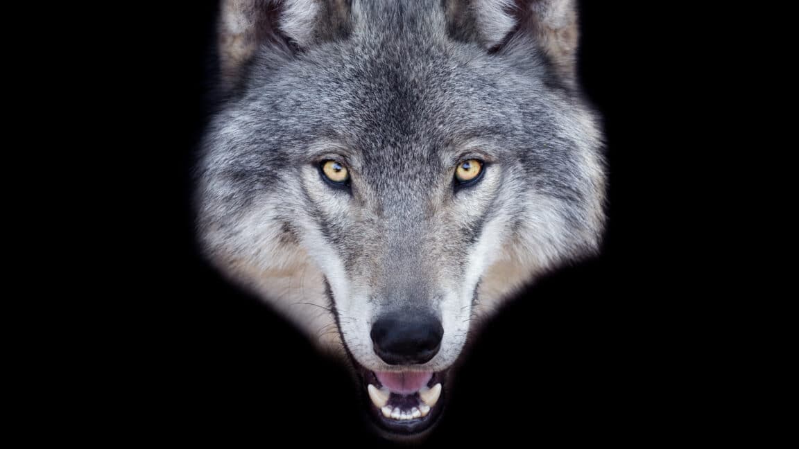 Police search teams and a wolf image on a smartphone screen, symbolizing AI-generated hoaxes