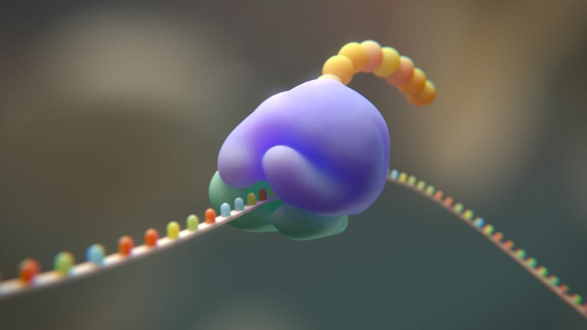 Illustration of a ribosome translating colorful mRNA into a growing protein chain